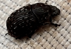 Anthribus