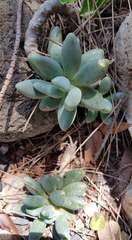 Pachyphytum compactum