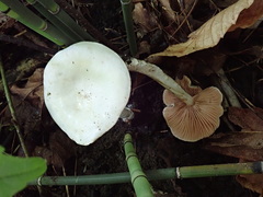 Entoloma niphoides