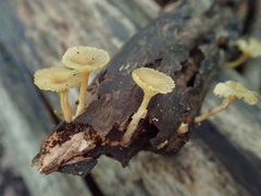 Gerronema subclavatum