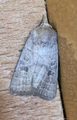 Hoplodrina octogenaria