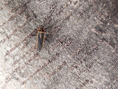 Stenomacra marginella