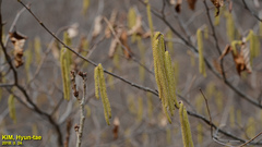 Corylus heterophylla