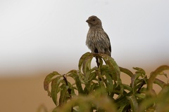 Haemorhous mexicanus