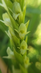 Spiranthes × stellata