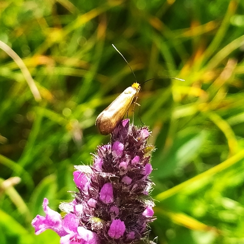 Nemophora prodigellus
