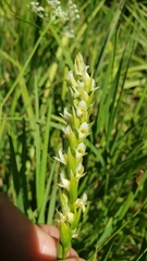 Spiranthes × stellata