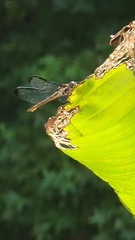 Libellula axilena