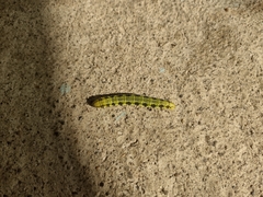 Phoebis philea