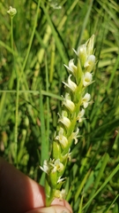Spiranthes × stellata