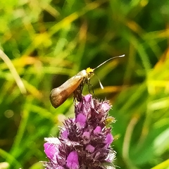 Nemophora prodigella