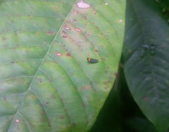 Plectoderes collaris