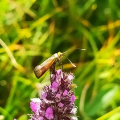 Nemophora prodigella