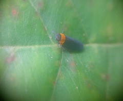 Plectoderes collaris