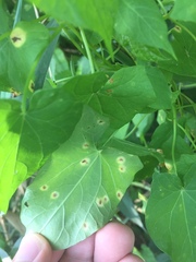 Puccinia convolvuli