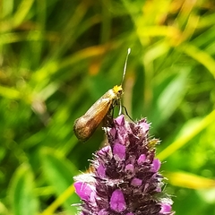 Nemophora prodigella