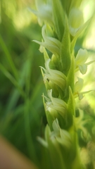 Spiranthes × stellata