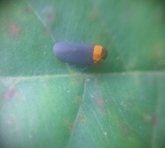 Plectoderes collaris