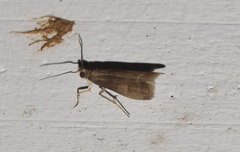 Eccopisa effractella