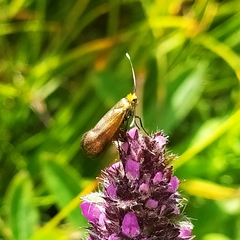 Nemophora prodigella