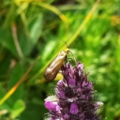 Nemophora prodigella