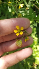 Geum macrophyllum perincisum