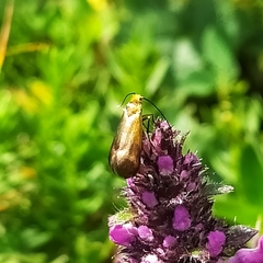 Nemophora prodigella