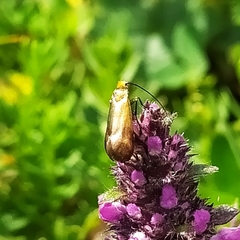 Nemophora prodigella