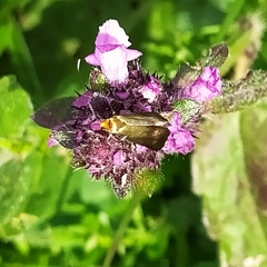 Nemophora prodigella
