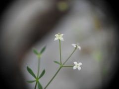 Galium pumilum