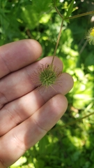 Geum macrophyllum perincisum