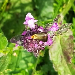Nemophora prodigella