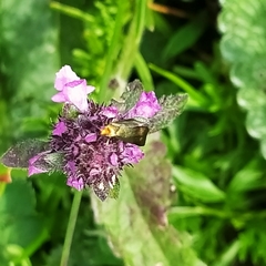 Nemophora prodigella