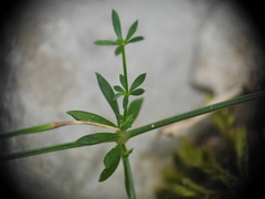 Galium pumilum