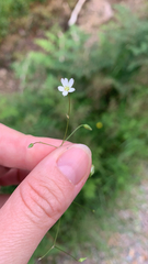 Linum catharticum