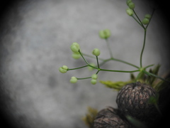 Galium pumilum
