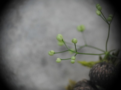 Galium pumilum