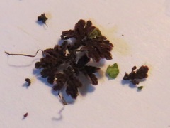 Azolla caroliniana