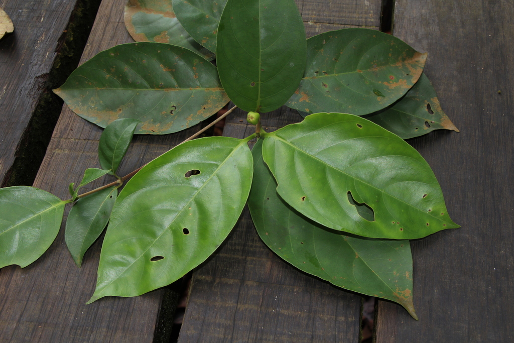Timonius flavescens