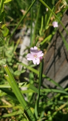 Epilobium glandulosum