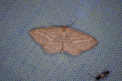 Scopula virgulata