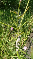 Epilobium glandulosum