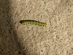Phoebis philea