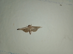 Pharambara splendida