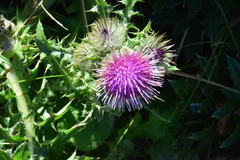 Cirsium edule