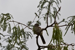 Toxostoma curvirostre