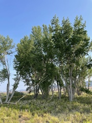 Populus deltoides wislizenii
