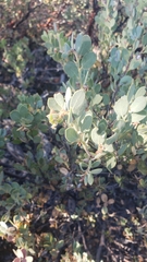 Arctostaphylos nissenana