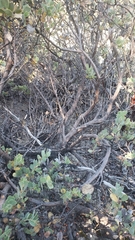 Arctostaphylos nissenana