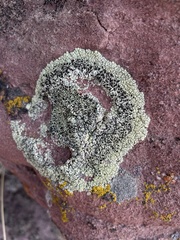 Lecanora argopholis